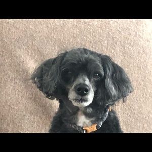 Meet your Posher, Jason